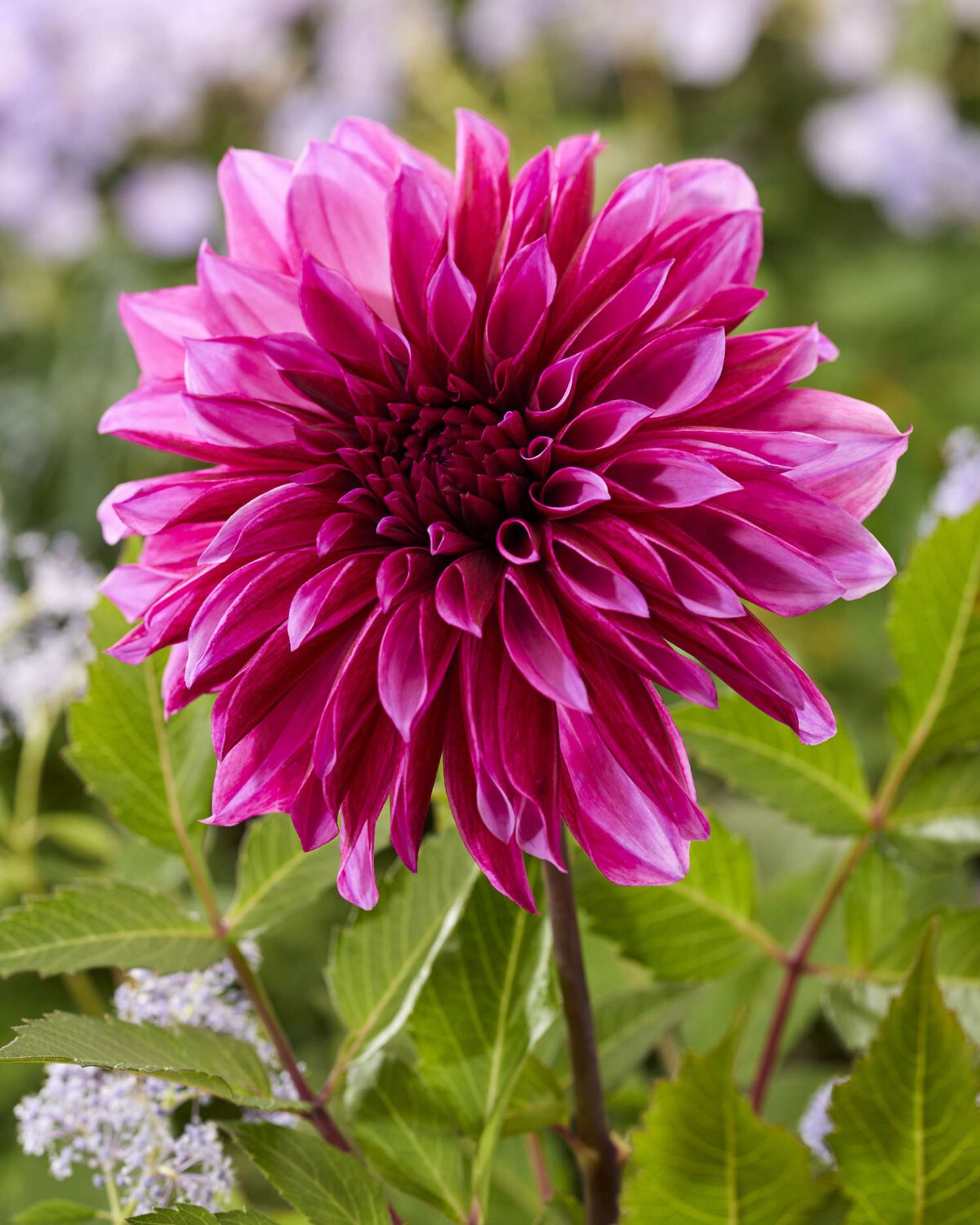 Daalia 'Tanita'